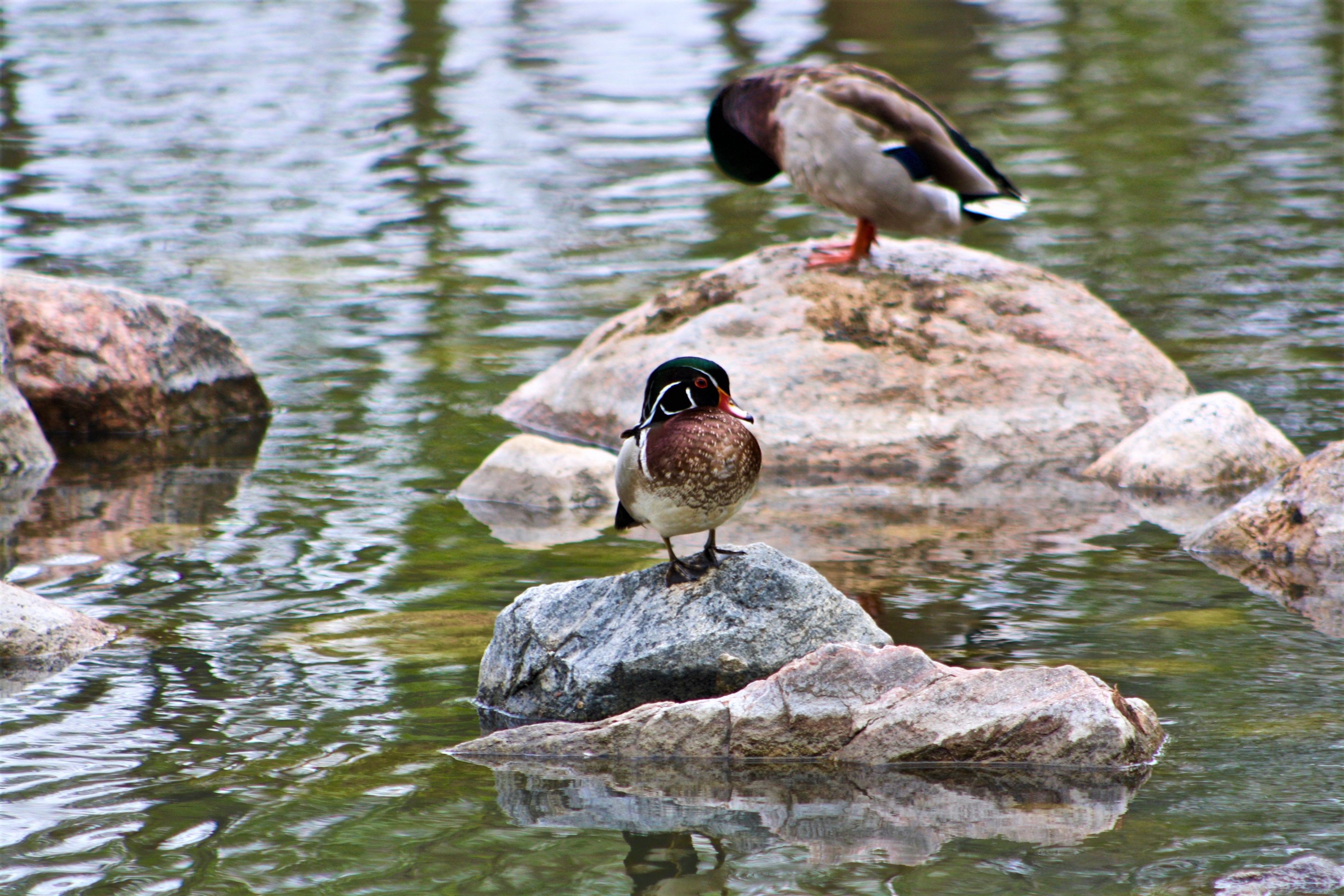 Wood Duck