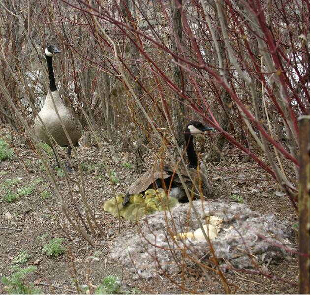 Canada Geese Wascana Centre