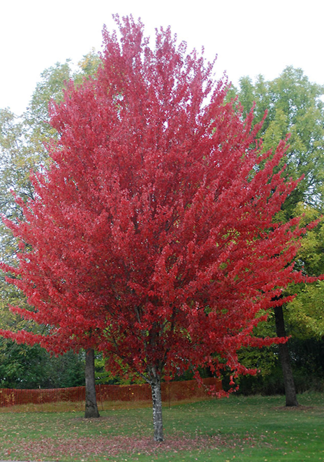 What is a Native Canadian Maple Tree? – Maple Leaves Forever