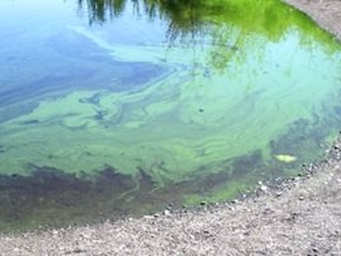 Weather conditions favourable for the formation of blue-green algae ...