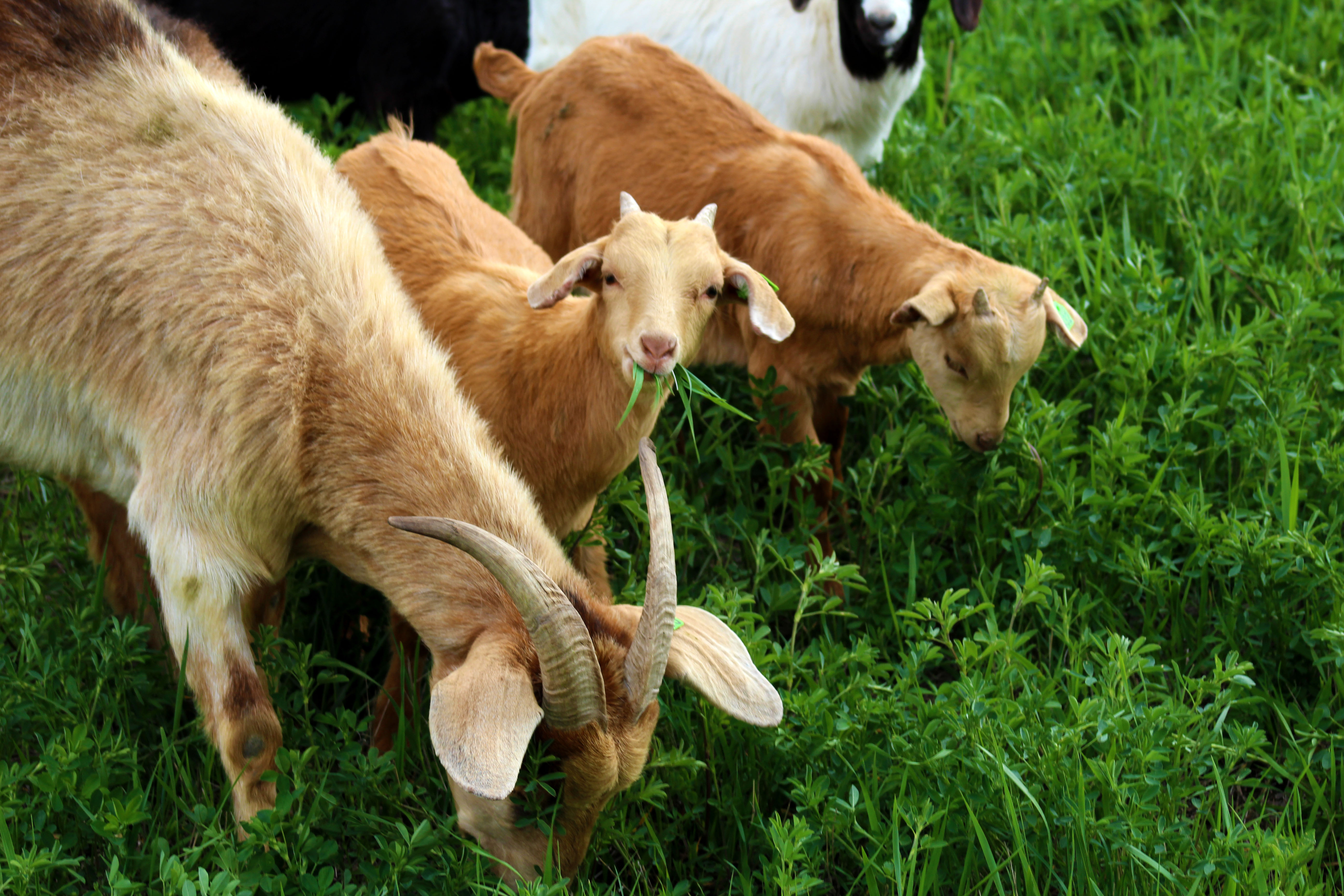 An image of a 3 goats in focus, with the one in the middle looking up with grass/weeds in their mouth.